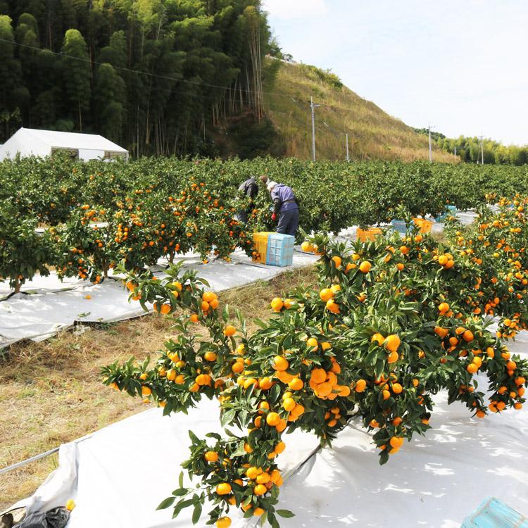 みかん 5kg 糖度12度以上 プレミアム 秀品 福岡県産 華たちばな 蜜柑 ミカン 産直 常温便 同梱不可 指定日不可