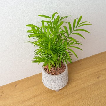 袖珍椰子 小樹葉紋 水泥盆栽 開幕送禮 喬遷禮物 植栽 盆栽