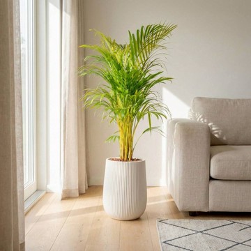 黃椰子 直條紋湛白圓盆 落地盆栽禮 開幕送禮 植栽 辦公室裝飾