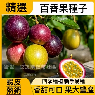 現貨百香果種子（100粒）綠皮百香果 哥倫比亞百香果種子 香蕉百香果種子 爬藤 四季種植 發芽率高 香甜可口 果大豊產
