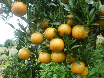 農遊超市 - 宜蘭 | 炳智果園-茂谷柑/桶柑/水梨 (250元採果通用券(適用全台37家以上農場果園))-單人採果...