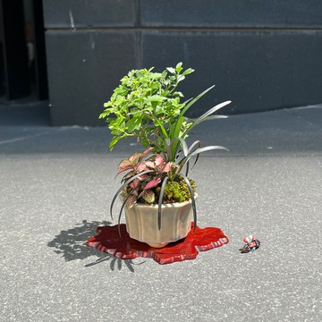 日本盆栽菊山野草∣迷你苔盆栽 含苞中