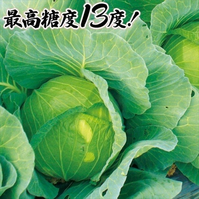 キャベツ 種 野菜たね F1サトウくん 1袋 100粒 野菜のタネ 野菜 種子 キャベツの種 タネ Ytc16 国華園 通販 Lineポイント最大0 5 Get Lineショッピング