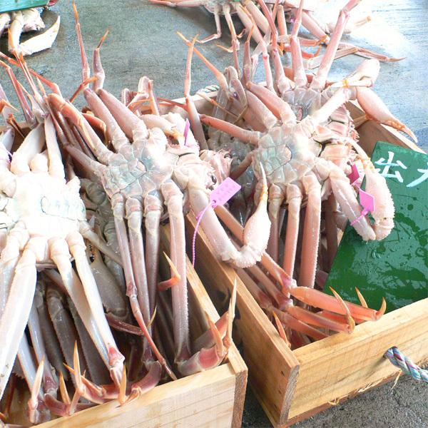 お歳暮 松葉ガニ 松葉がに（約700〜800g）ギフト かに 蟹 兵庫県 香住・柴山・浜坂産 送料無料