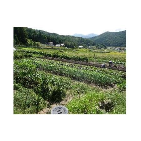 ふるさと納税 旬の野菜セット 広島県安芸高田市