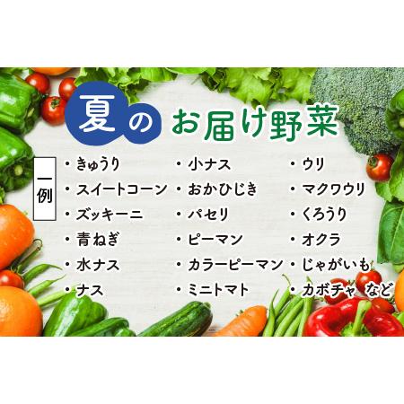 ふるさと納税 農家直送 夏野菜セット 1箱 7品目以上 《元気に育った新鮮野菜！》／ 季節 夏 野菜 ボックス BOX セット セレクト .. 福井県あわら市