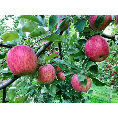 ふるさと納税 須賀川市 福島県のりんご　蜜入りリンゴサンふじ　中玉3kg(8〜14玉)