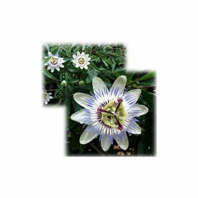 草花の苗 トケイソウ 耐寒性時計草 3号ポット 通販 Lineポイント最大0 5 Get Lineショッピング