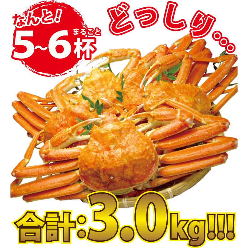 ズワイガニ姿 特大 ズワイガニ 3kg ボイル 5-6杯 (1杯 約500g) ずわい蟹 かにみそ ((冷凍)) かに鍋 カニしゃぶ 蟹焼き かに 蟹 カニ ギフト