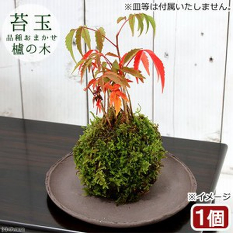 盆栽 苔玉 ハゼノキ 櫨の木 １個 観葉植物 コケ玉 通販 Lineポイント最大1 0 Get Lineショッピング