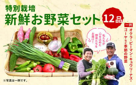 特別栽培 季節のお野菜セット 12品 おまかせ