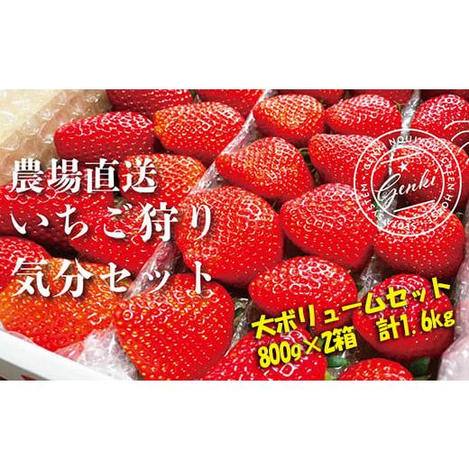 ふるさと納税 埼玉県 羽生市 《完熟 いちご狩り気分セット》お家で食べ比べ♪ 苺 いちご 完熟 かおり野 よつぼし 紅ほっぺ 恋みのり おまかせ