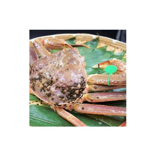 ふるさと納税 京都府 宮津市  松葉ガニ 茹で タグ付き 800g up《2023年11月10日以降順次発送》[ 蟹 かに カニ 松葉蟹 国産 冷蔵 [No.5716-0455]