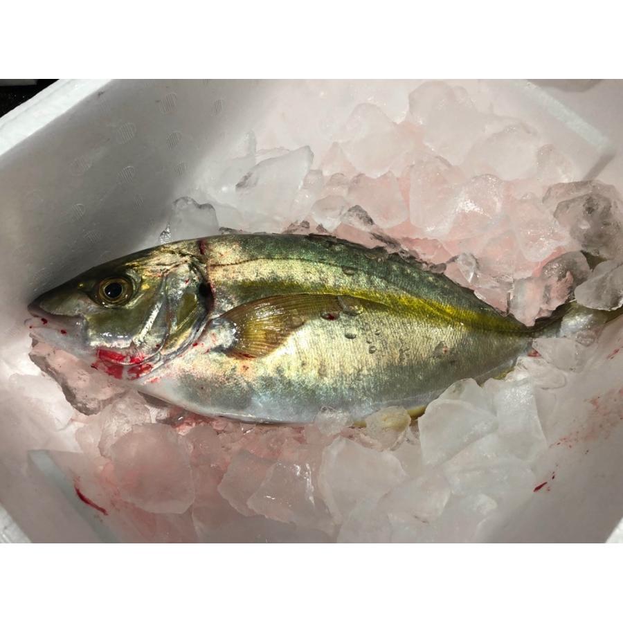 しまあじ 活き締め 約1.2ｋｇ 刺身用 生食用  鮮度重視、旨味が違います 