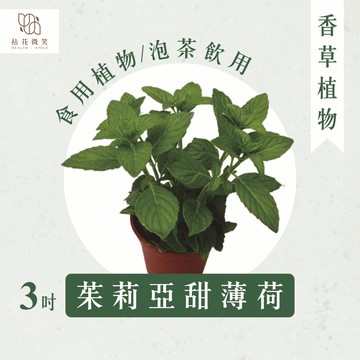【拈花微笑】茱莉亞甜薄荷｜3吋｜香草植物｜食用植物｜調味料｜泡茶飲用｜沙拉｜甜點｜藥用｜精油｜觀賞