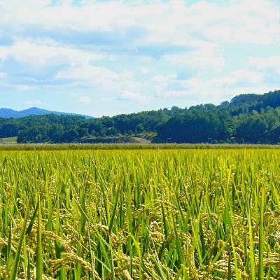 ふるさと納税 旭川市 北海道 旭川産 ななつぼし 1kg ×10袋セット