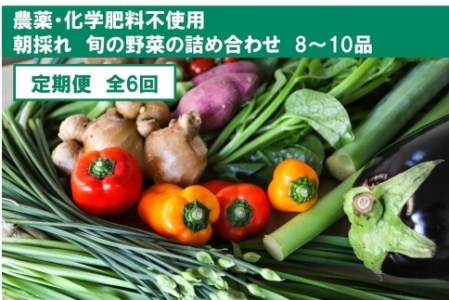 『定期便』土佐の太陽をいっぱいに浴びた旬の野菜セット小（6回配送）