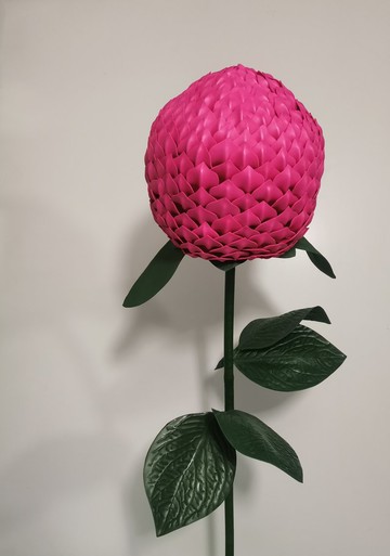 巨型漿果色的花朵。莧菜。超大的粉紅色花朵。展示鮮花