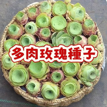 【稀有萌肉】多肉玫瑰種子 夢幻山地玫瑰 景天科 盆栽種子 陽台庭院綠植 室內植物 療癒系盆栽 永久玫瑰 收藏級種子