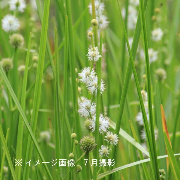 タマミクリ 10.5cmポット苗 植え付け1年後以降の開花見込み苗 湿地性多年草 ビオトープ