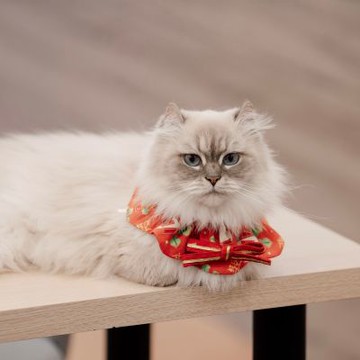 【尾巴丘 Tailshill】大吉大利過年領巾 S號 貓狗適用 過年領巾 寵物領巾 台灣老師傅純手工打造 親膚材質