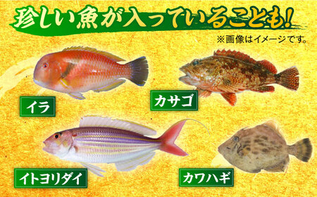 朝獲れ！平戸地魚詰合せ定期便[KAA304]  長崎 平戸 魚介類 魚 鮮魚 内臓処理 下処理 旬魚 海鮮 定期便