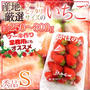 ケーキにピッタリサイズの ”いちご” Sサイズ 約250～300g 1パック 産地厳選 ケーキ用 製菓用 業務用