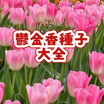 次日達-（ 鬱金香種子大全）當季新籽 四季種植 開花爆盆  花期長  耐寒室內外庭院球根花卉盆栽植物 陽台庭院盆栽超低價