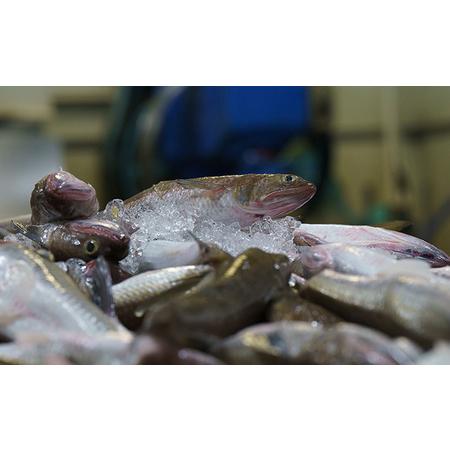 ふるさと納税  かまぼこ ちぎり天 忠小兵衛 萩ひとときセット 椿 練り物 蒲鉾 山口県萩市