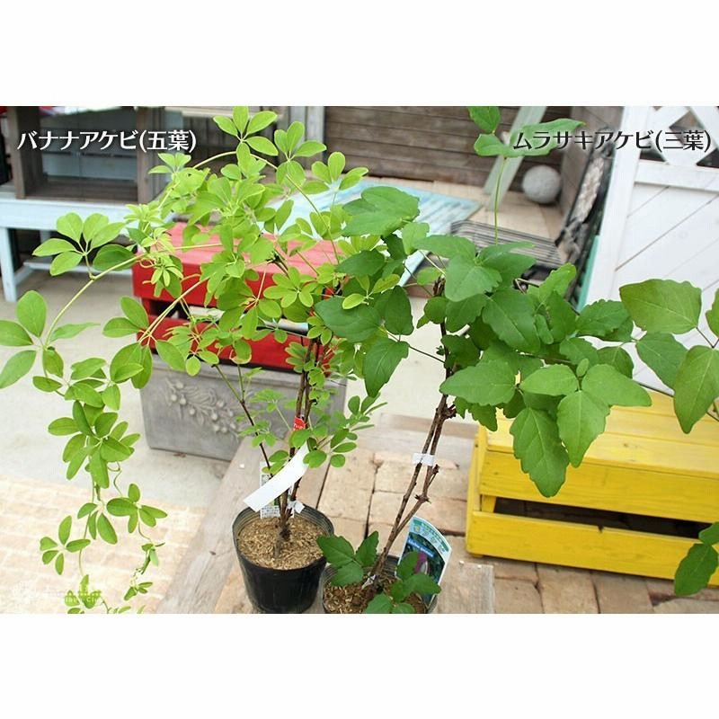 香川県産・ 三つ葉アケビ （ミツバアケビ／みつばあけび／三葉木通 
