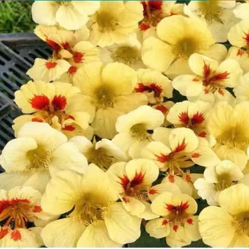 台灣現貨現發垂吊旱金蓮 多年生 新品變色龍 香蕉裂紋 宿根 四斤開花 庭院陽臺爬藤 易種 多色可選 新手易種植