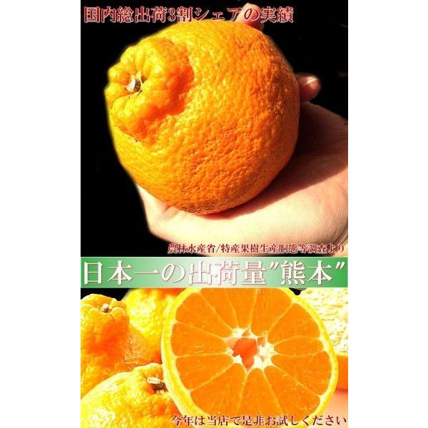 デコポン みかん 熊本県産 4〜6玉  しらぬひ 贈答規格 化粧箱入り JAくまもと 光センサー選果 糖度13度以上限定 糖度保証 栽培適地で育てた本場の美味しさ