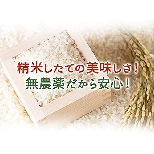 (玄米) 無農薬 玄米 米 5kg 無農薬 ミルキークイーン 「特選」 真空パック 令和5年福井県産 無農薬・無化学肥料栽培