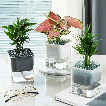 室內自動吸水透明水培花盆栽盆栽室內盆栽 Yahoo奇摩超級商城 Line購物