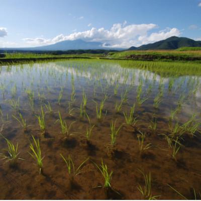 ふるさと納税 菊池市 2024年1月発送開始『定期便』熊本県産ヒノヒカリ 5kg 菊池米全6回