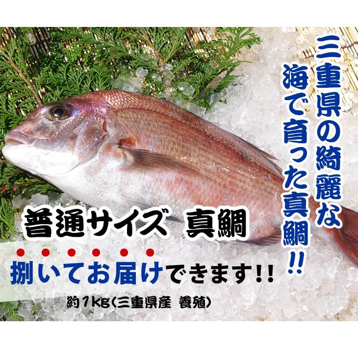 活〆 真鯛 捌いてお届け！  普通サイズ 1尾 1.0kg　[魚介類]