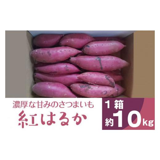 ふるさと納税 茨城県 行方市 BZ-14  2023年度産 濃厚な甘みのさつまいも　紅はるか　約10kg