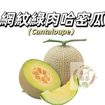 台灣現貨（網紋綠肉哈密瓜種子HMG-1）甜度高個頭小~高產好養多汁~吃起來像冰淇淋 甜瓜種子#熱帶水果種子