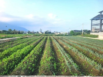 近中央路福興段都內小筆農地 5F1507｜花蓮縣吉安鄉福興段