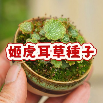 次日達-（姬虎耳草種子）當季新籽  發芽率高 迷你袖珍綠植  微景觀 假山雨林缸造景素材桌麵山野草 好運 招財 #超優惠