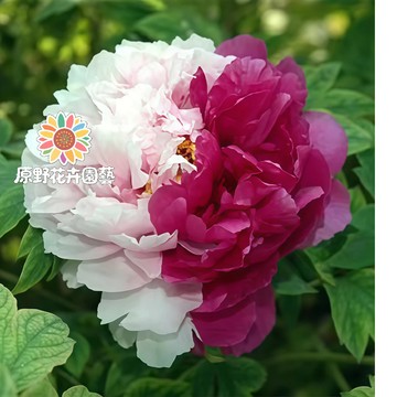 青禾園藝-鴛鴦臉譜芍藥花種子 （SY-40）玫白色係重辦濃香型多年生觀賞花卉耐熱大花型庭院陽台盆栽非牡丹四季種植#自留種