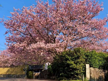 22-1  平菁街.內厝溪.櫻花木花廊..方正農地｜台北市士林區平等段一小段