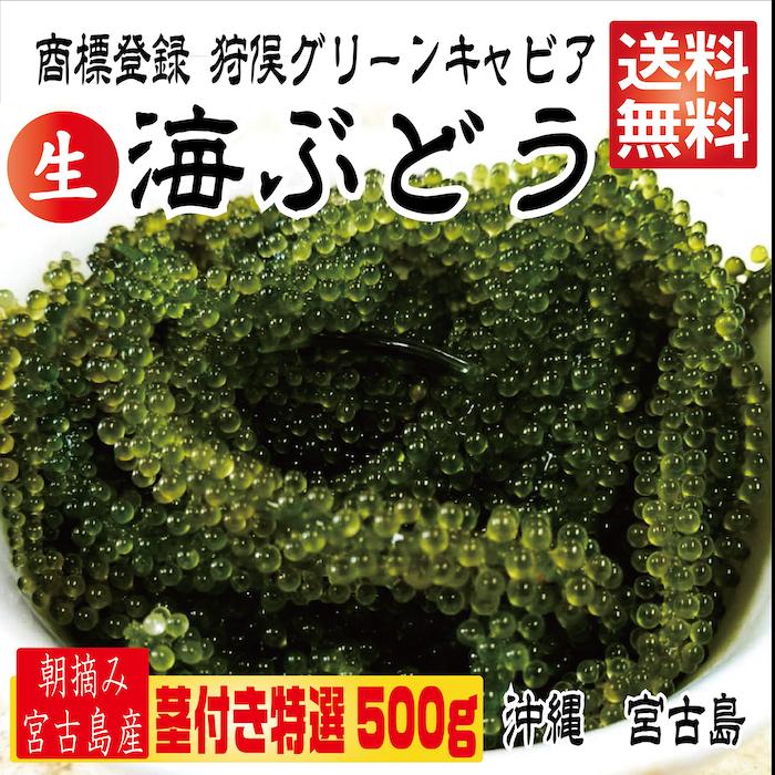 250g×2箱 250gにタレ2P　登録商標　海ぶどう　茎が多いB品です　500g 沖縄 宮古島 海ぶどう 直送 池間島 登録商標 送料無料