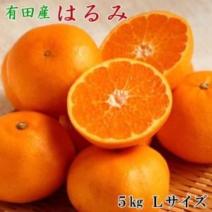 ふるさと納税 紀州有田産のはるみ約5kg（Lサイズ）｜柑橘 果物 フルーツ 産地直送 大きい ※2024年1月下旬〜2月中旬頃に順次発.. 和歌山県美浜町