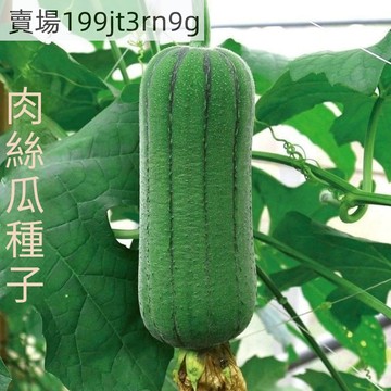 現貨 🥒【高產肉絲瓜種子】🥒20粒一份  特大春夏秋季特長絲瓜籽 農家庭院爬藤種子 田園庭院盆栽蔬菜菜種子