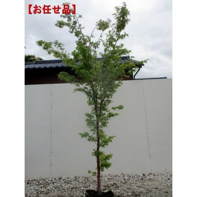 庭木 植木 ツイストもみじシリーズ A お選びください 樹高 約60cm 全高 約80ｃｍ 青しだれもみじ 紅しだれもみじ 青柳もみじ 出猩々 通販 Lineポイント最大0 5 Get Lineショッピング