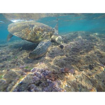 小琉球｜高鐵｜浮潛.珊湖環島.夜遊觀星.豐富3日｜兩人成行｜台北出發-24TSPINSLA