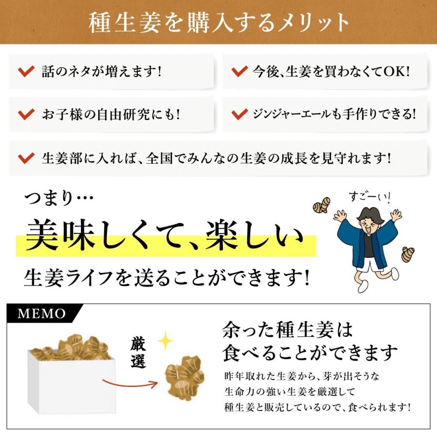 種生姜 熊本県産 無農薬生姜 4kg 送料無料 国産 生姜 しょうが 栽培 家庭菜園 たね生姜 生姜の種 種芋