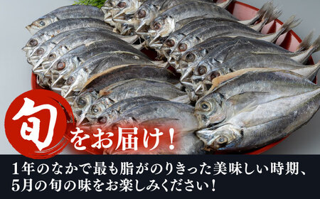 対馬 五月 真あじ 一汐干し 20枚 《 対馬市 》新鮮 アジ 干物 海産物 朝食 冷凍[WAI061]