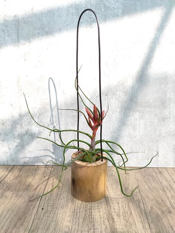 懸掛空氣鳳梨   植物 盆栽